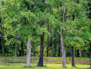 Le Groupement Foncier Forestier